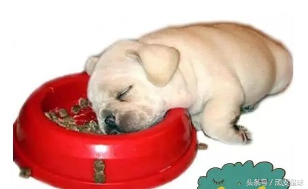 狗狗吐黄水是咋回事，小心慢性肠胃炎哦~