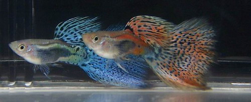 哪几种热带鱼好养,热带鱼好养的有哪几种