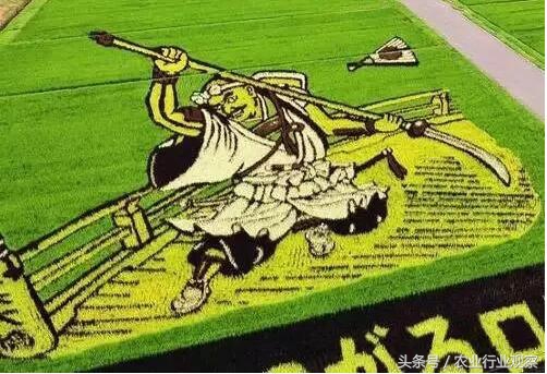 日本农业靠什么赚钱,日本农业经营模式