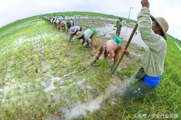 日本农业靠什么赚钱,日本农业经营模式