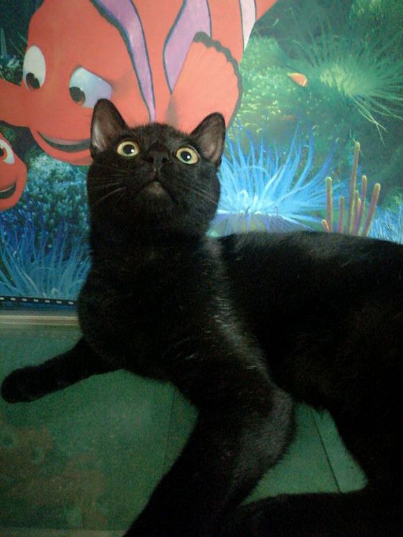 话不投机半句多,一言不合就开咬,这猫是不是被我宠坏了!