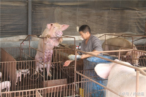 新手养猪怎样给母猪喂料,母猪灌药方法