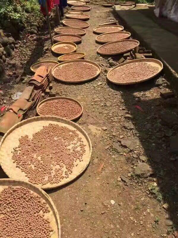 金刚菩提怎么区分大小金刚,红皮金刚菩提和黄皮金刚菩提