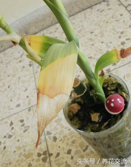富贵竹发黄的原因及解决方法,富贵竹茎叶发黄怎么办