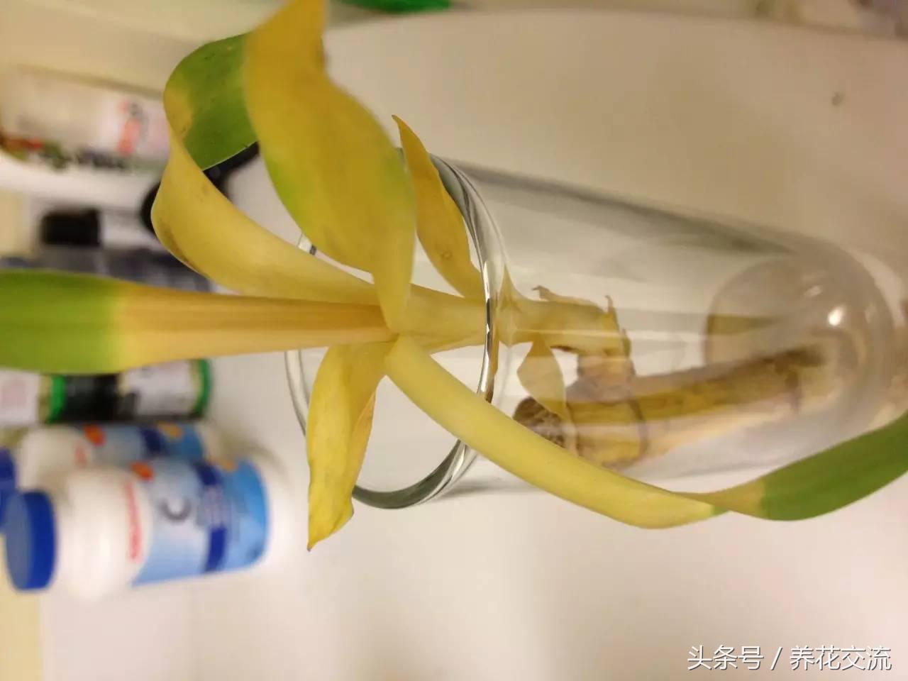 富贵竹发黄的原因及解决方法,富贵竹茎叶发黄怎么办