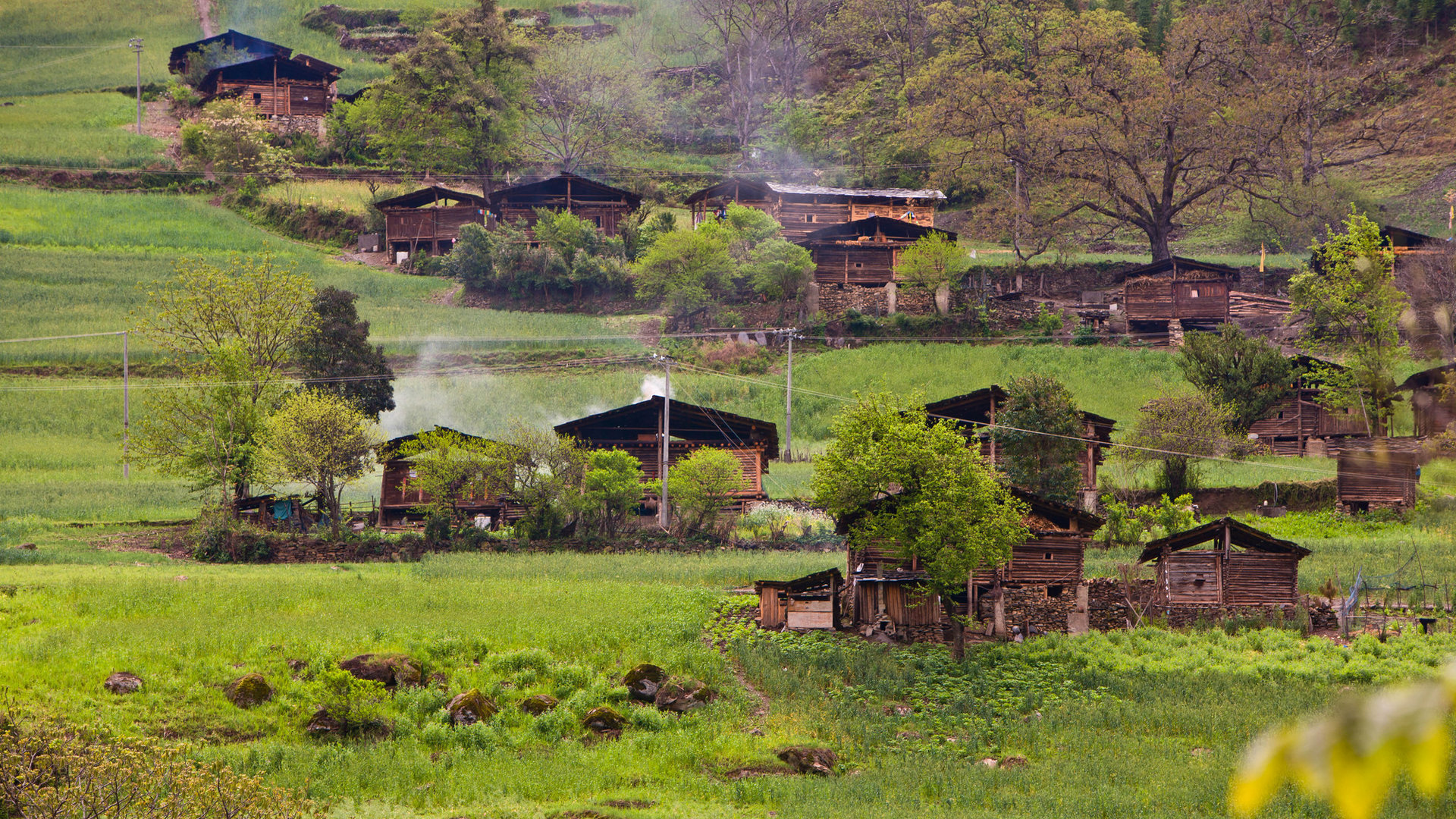 农村常见的中草药有哪些品种,农村常见100种中草药
