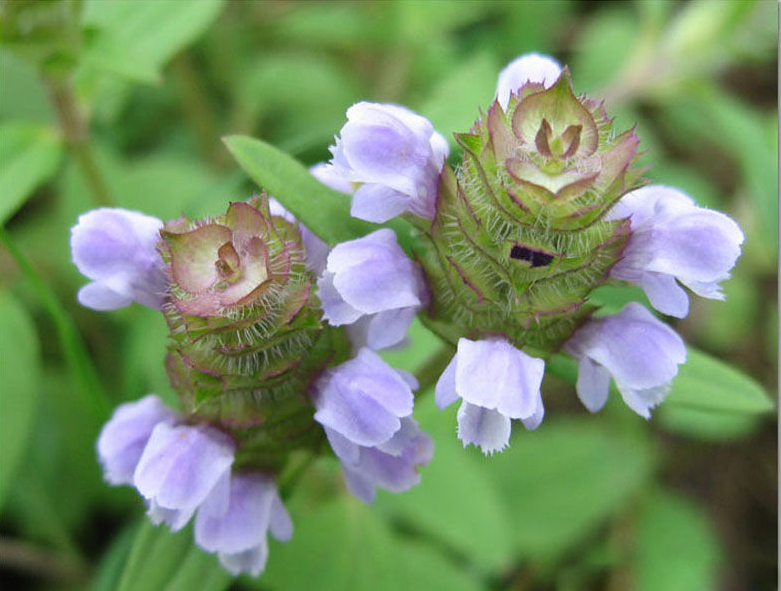 农村常见的中草药有哪些品种,农村常见100种中草药
