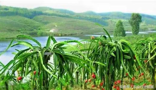 农村电商与农产品,农村电商与草根创业哪个好