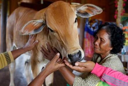 怪牛脸上长*棒肉**,五月小牛当新郎,看似奇闻,实关信仰