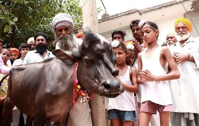 怪牛脸上长*棒肉**,五月小牛当新郎,看似奇闻,实关信仰
