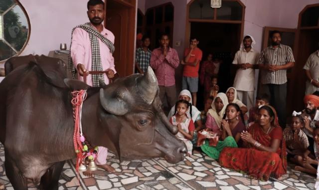 怪牛脸上长*棒肉**,五月小牛当新郎,看似奇闻,实关信仰