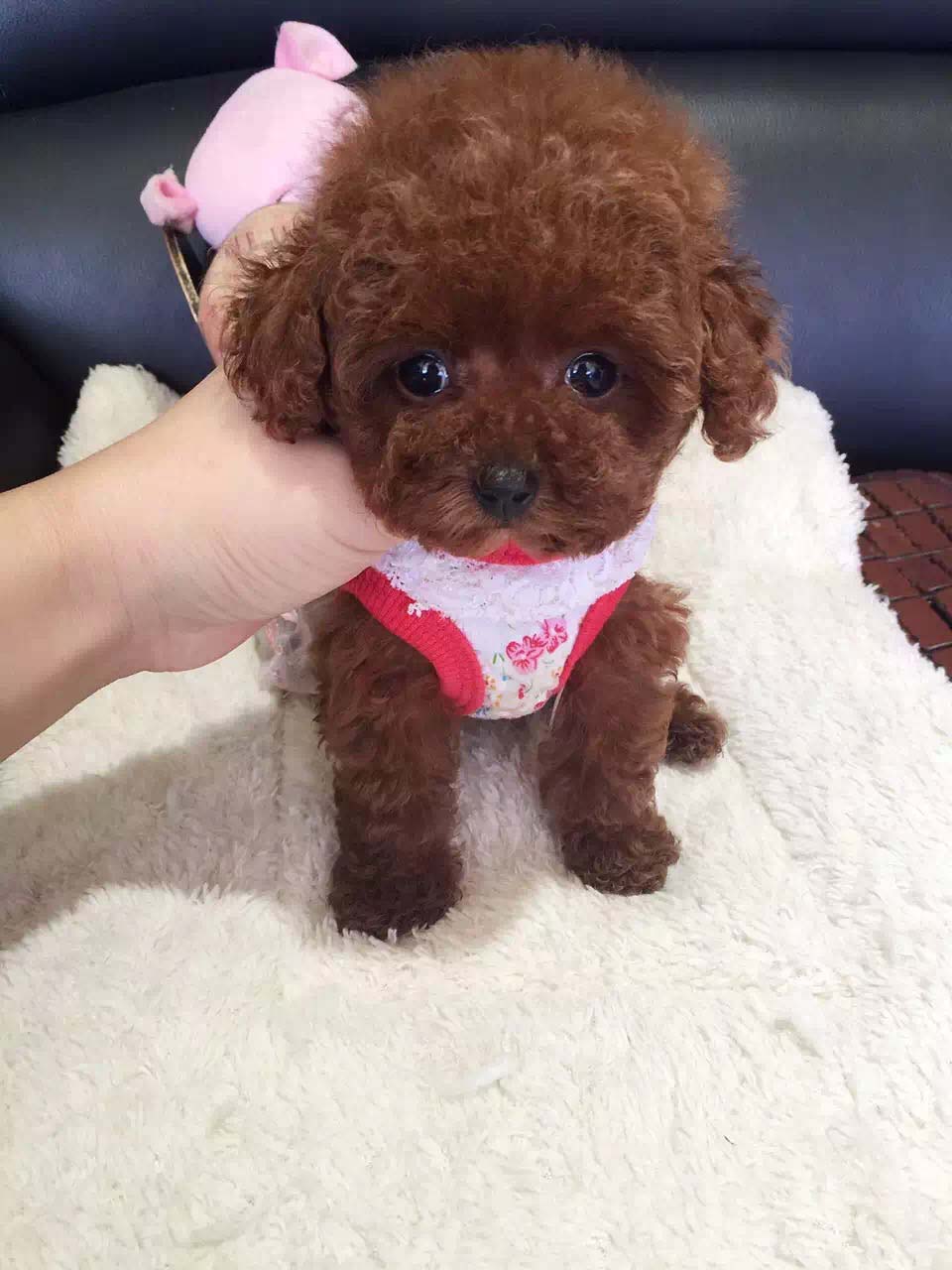 新手养狗须知疫苗,养狗须知