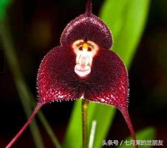 面霜29.9六瓶,面霜6000元