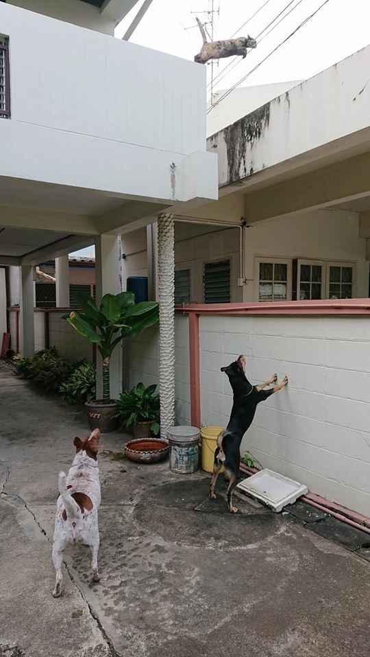 猫咪贴面膜,给猫咪敷面膜