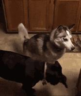 判断哈士奇是不是纯种的方法,很简单很实用