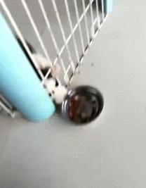 判断哈士奇是不是纯种的方法,很简单很实用