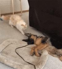 猫咪贴面膜,给猫咪敷面膜