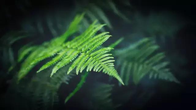 何以解忧唯有心静,何以解夏忧