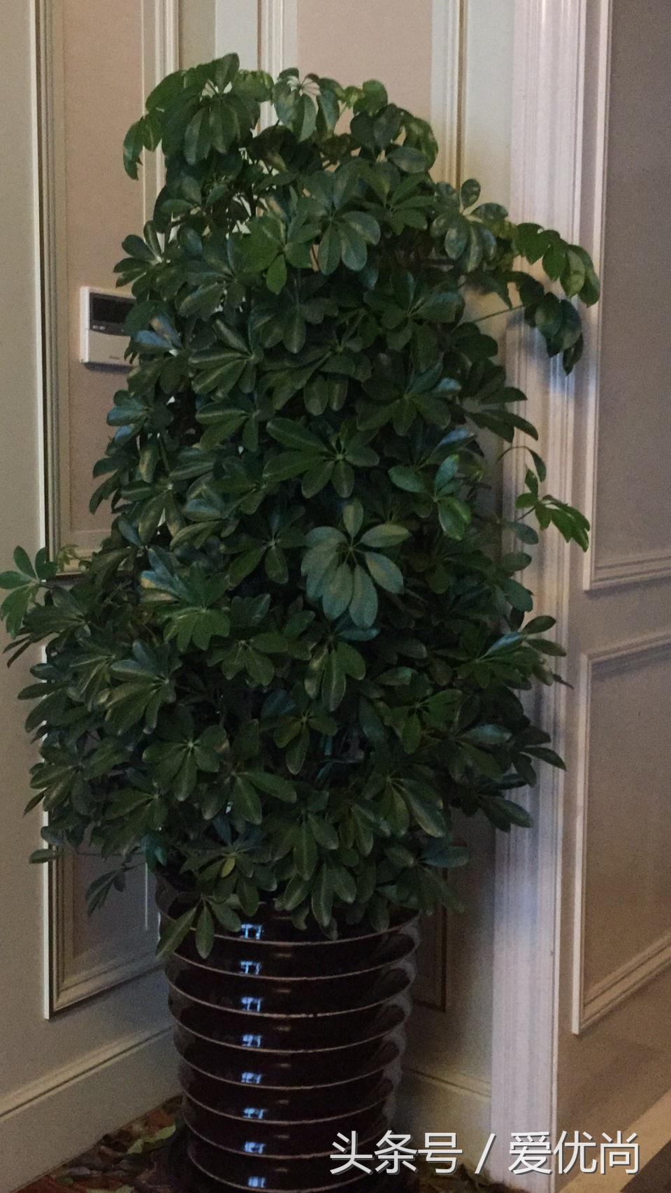 鸭脚木蔫了掉叶子怎么回事,鸭掌木枯枝怎么养