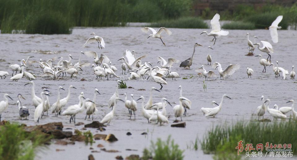 黑水河畔白鹭飞,墨水河里成群的小野鸭