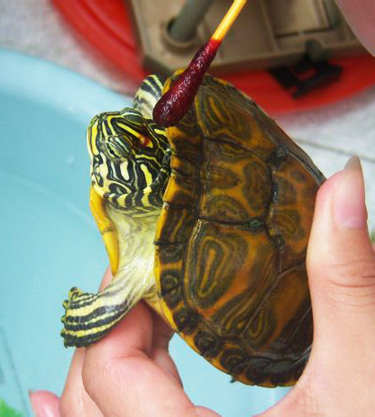 乌龟腐皮会自愈吗,小乌龟腐皮的症状