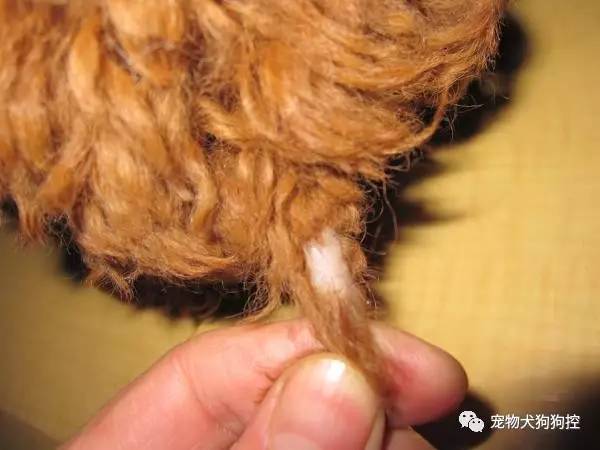 狗狗掉毛是怎么回事进来看看就知道