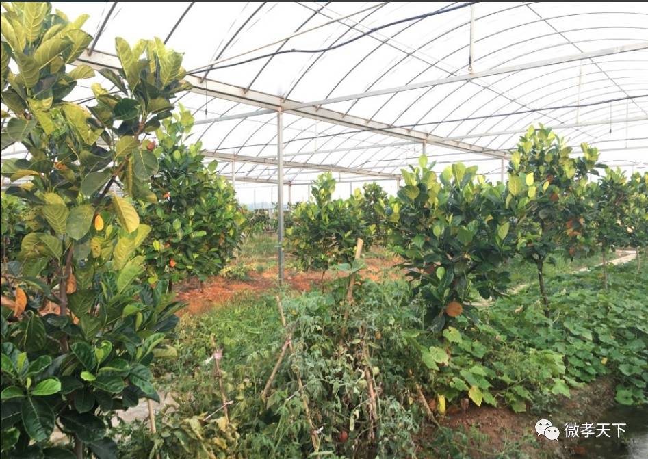 全国网络媒体孝感行:跟着媒体大咖们继续前进,原来咱们孝感的县市区也发展的如此迅速!