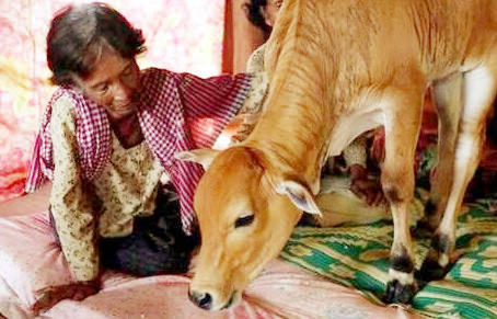 怪牛脸上长*棒肉**,五月小牛当新郎,看似奇闻,实关信仰