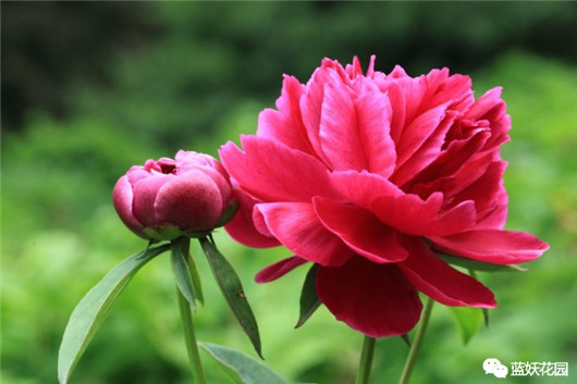 牡丹芍药盆栽的种植方法,芍药的种植方法和图解