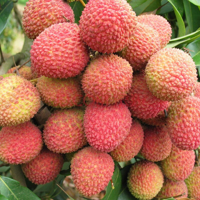 越吃越瘦的代餐减肥适合吃的水果,吃这几种水果减肥你只会越来越胖