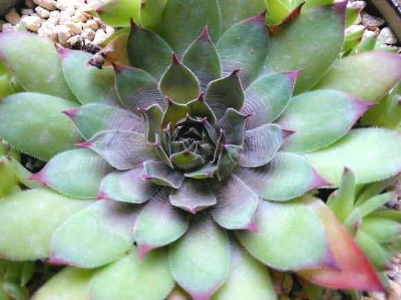 植物发黑腐烂，如何快速营救？黑腐病症状及解决方法！