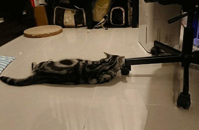 猫咪贴面膜,给猫咪敷面膜