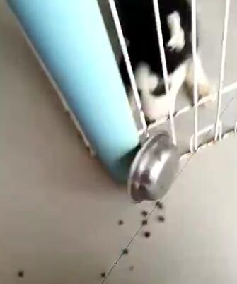 判断哈士奇是不是纯种的方法,很简单很实用