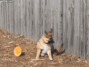 判断哈士奇是不是纯种的方法,很简单很实用