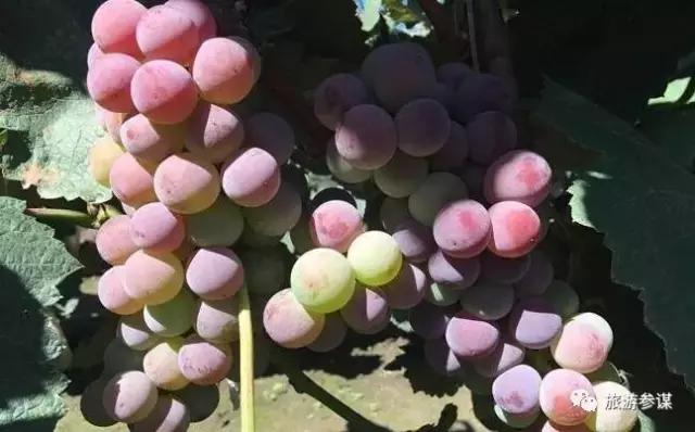 2017年梅花鹿节举办,长春双阳梅花鹿节