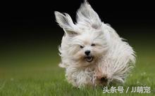 养什么狗合适但是没办法天天遛狗,没有充足的时间遛狗可以养什么狗