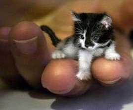 什么宠物最可爱又好养,你见过的宠物是什么