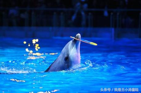带孩子来游海昌极地海洋世界吧,带着你的宝宝畅游海洋冰雪之旅