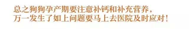 狗妈妈坐月子需注意什么,狗妈产后抑郁怎么办
