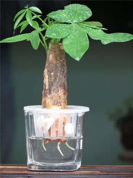 农村适合水培的植物,最适合水培的植物图片及名称