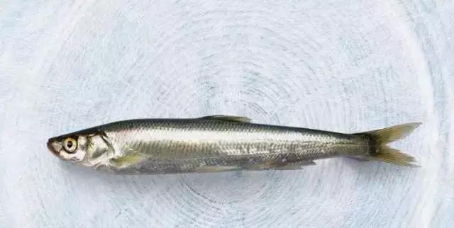 各种海鲜河鲜,河鲜海鲜推荐