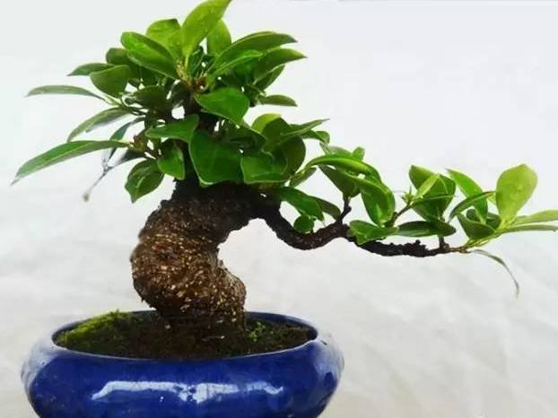 榕树盆景最好的养殖方法,榕树盆景大全及养殖方法