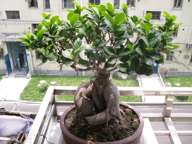 榕树盆景最好的养殖方法,榕树盆景大全及养殖方法