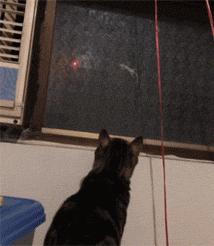 网购时商家送了个小面膜,没想这么小,给猫试了下,这~