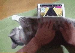 网购时商家送了个小面膜,没想这么小,给猫试了下,这~