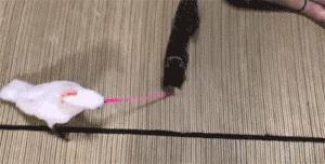 网购时商家送了个小面膜,没想这么小,给猫试了下,这~