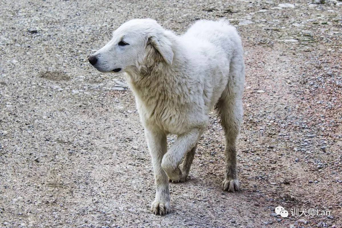 狗狗跛行视频,狗狗跛行多久能好