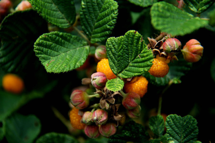 农村常见的中草药功效解说,常见中草药的功效与作用