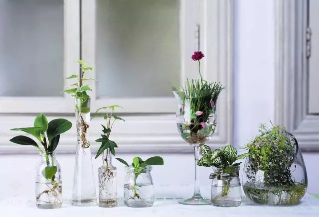 农村适合水培的植物,最适合水培的植物图片及名称