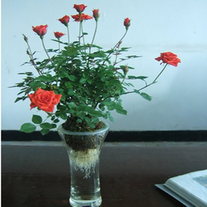 农村适合水培的植物,最适合水培的植物图片及名称